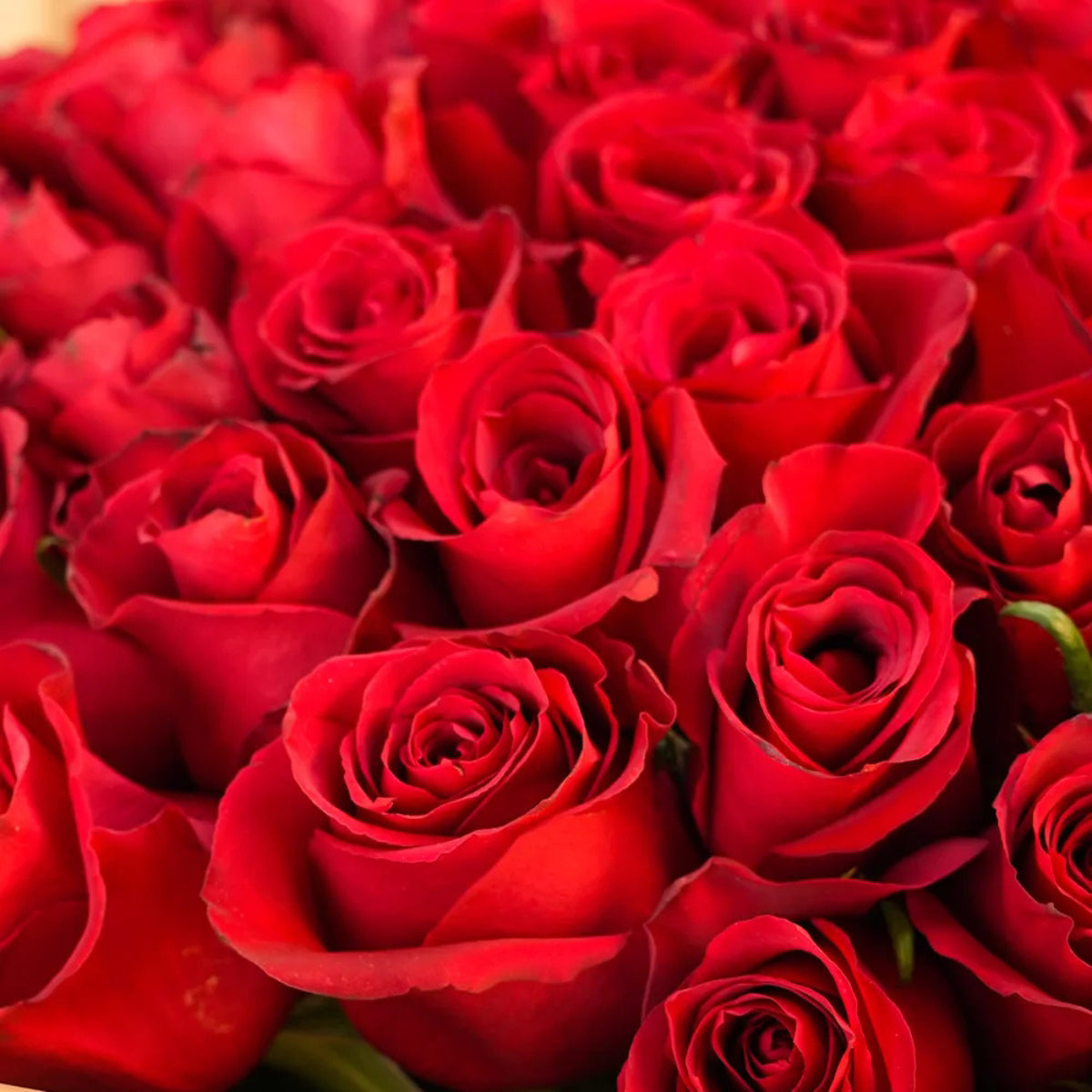 Bouquet of Classic 100 Red Roses