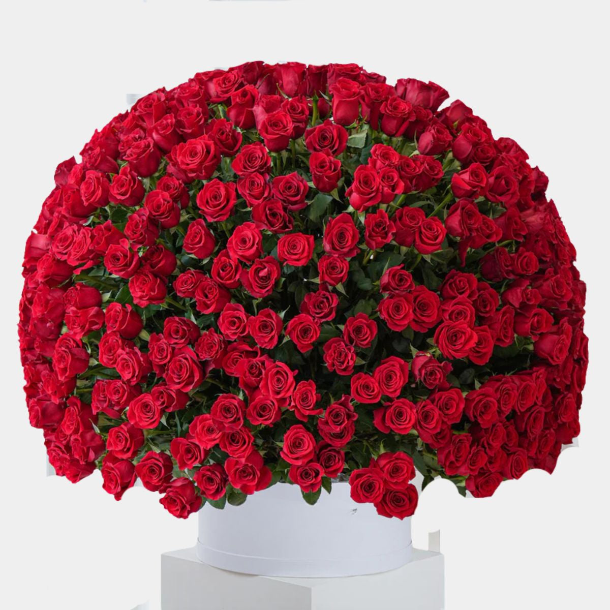 صندوق زهور يحتوي على 365 وردة حمراء