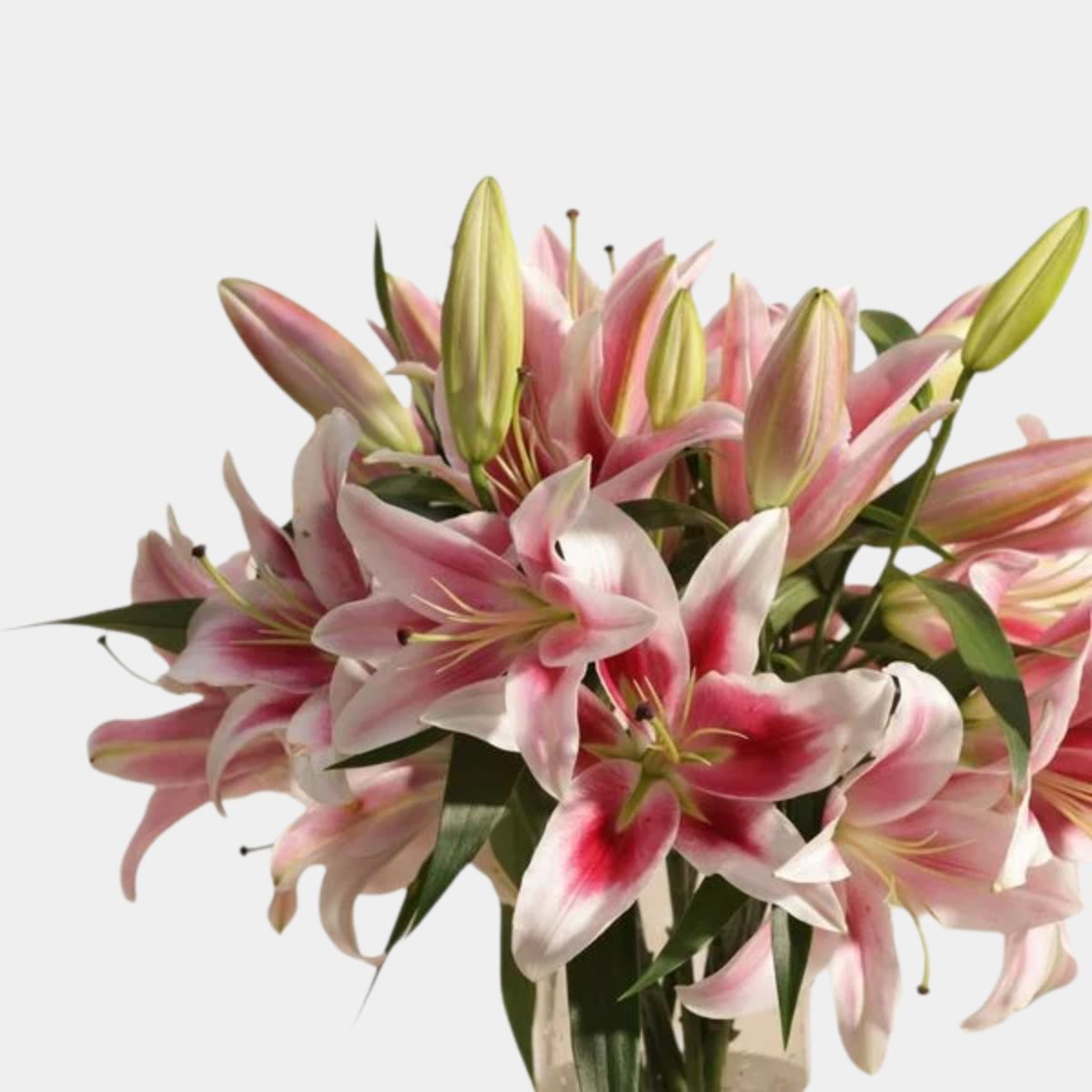 Elegant Pink Lily Vase