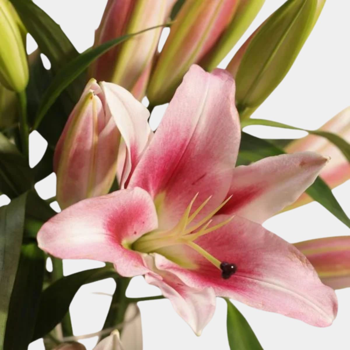 Elegant Pink Lily Vase