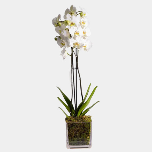 Elegant White Orchid in Square Vase