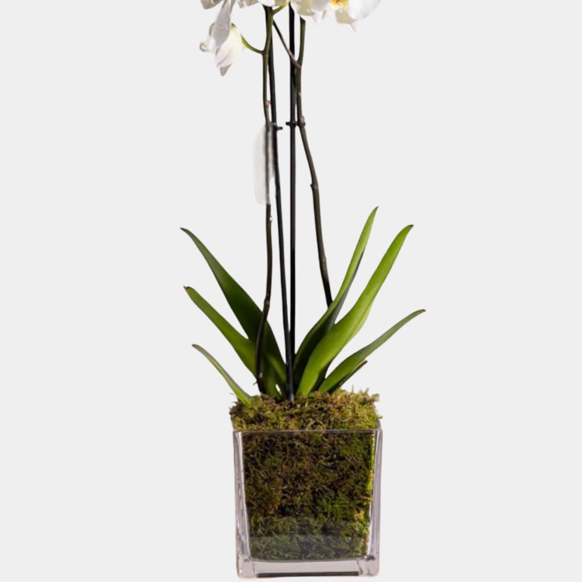 Elegant White Orchid in Square Vase