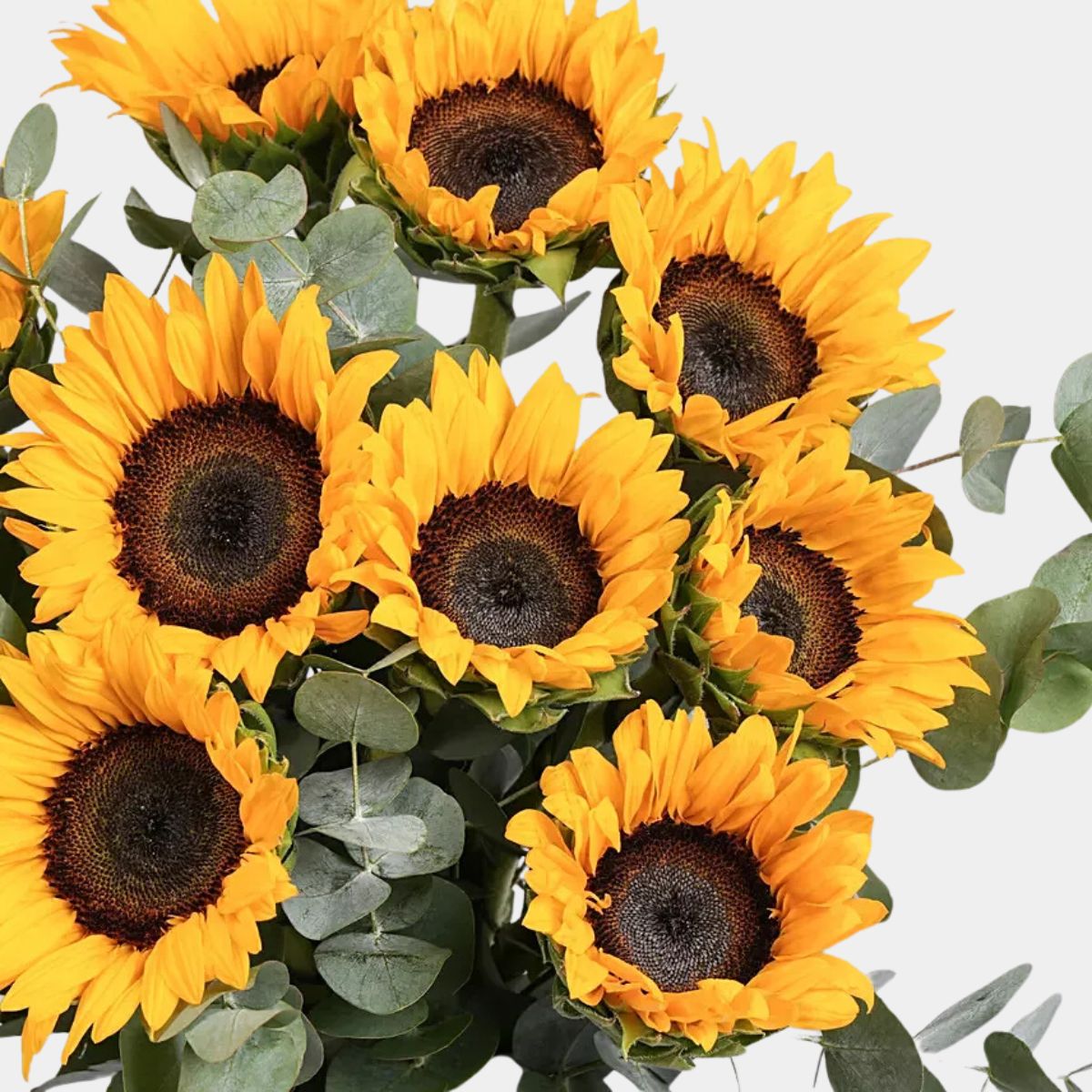 Sun Kissed Sunflowers