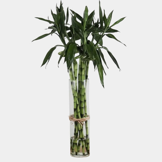 10 Bamboo Plant Set