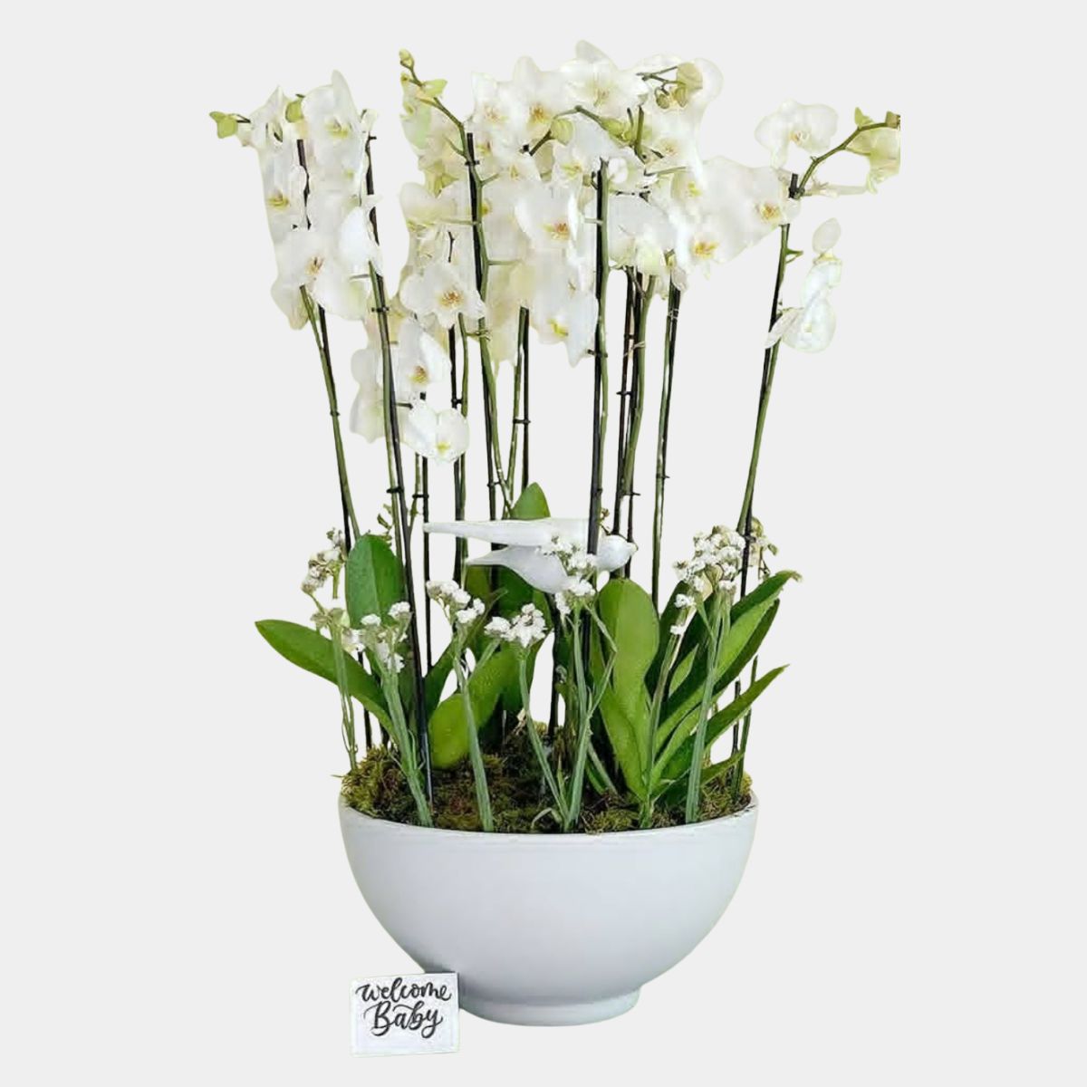 10 Stems Phalaenopsis Orchid in Vase