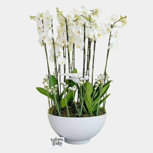 10 Stems Phalaenopsis Orchid in Vase