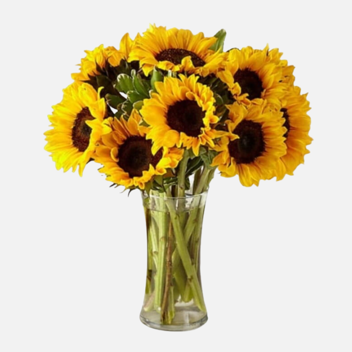 10 Fresh Sunflowers in a Vase