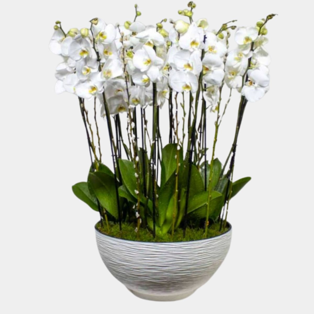 16 Stems Phalaenopsis Orchid in Vase