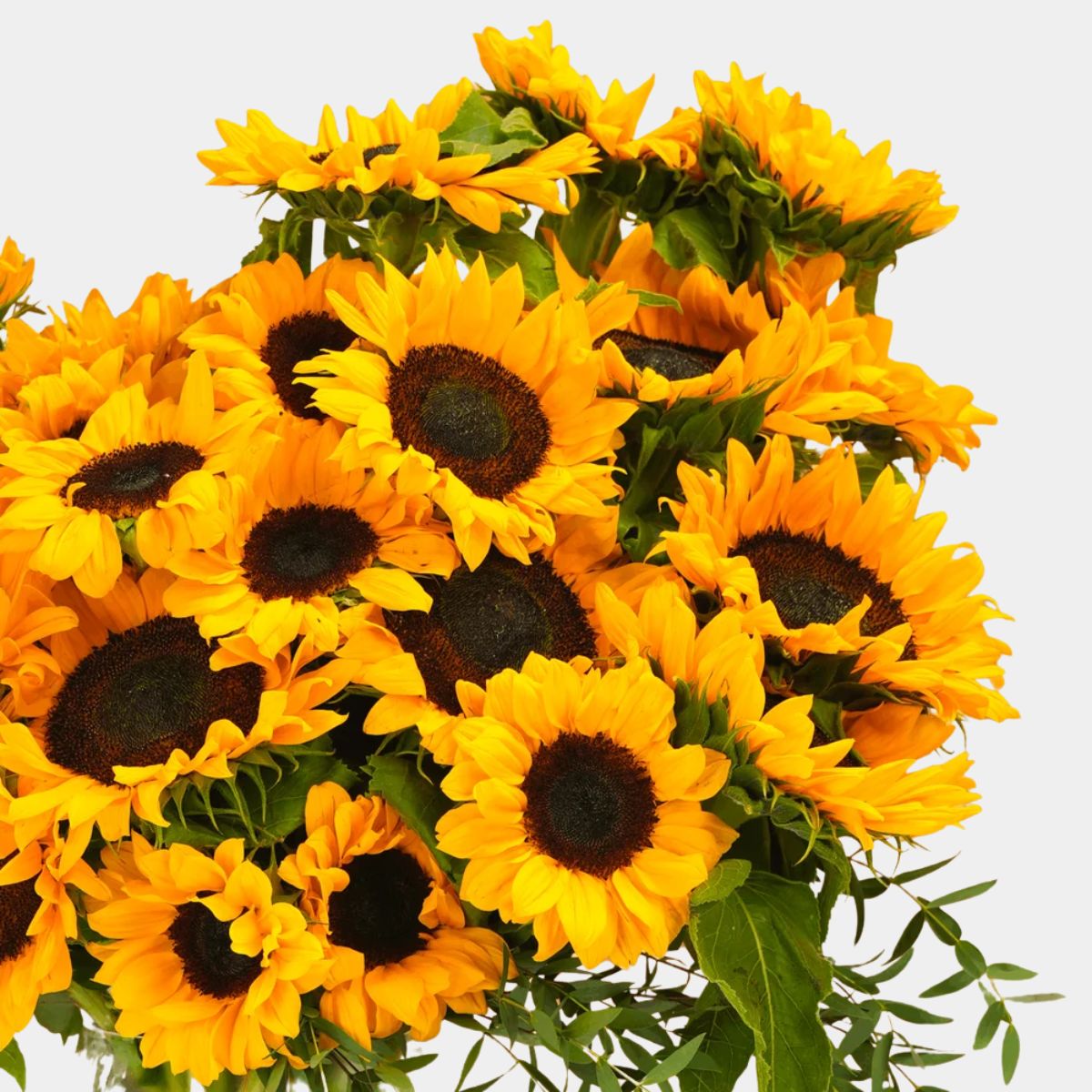 25 Long Stem Sunflowers Vase