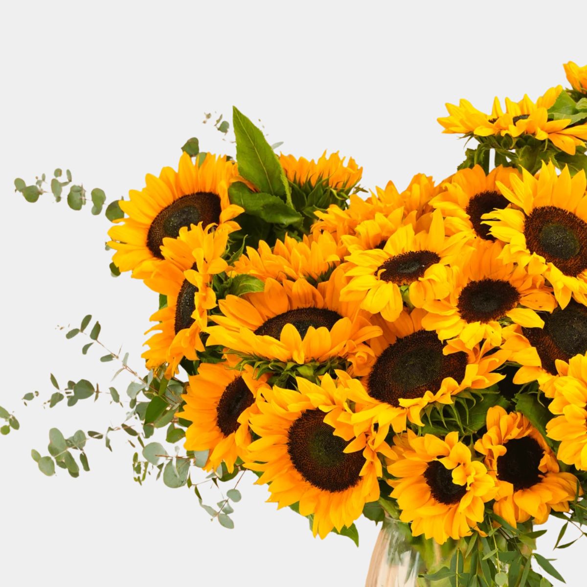 25 Long Stem Sunflowers Vase