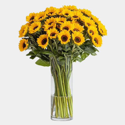 50 Fresh Cut Sunflowers