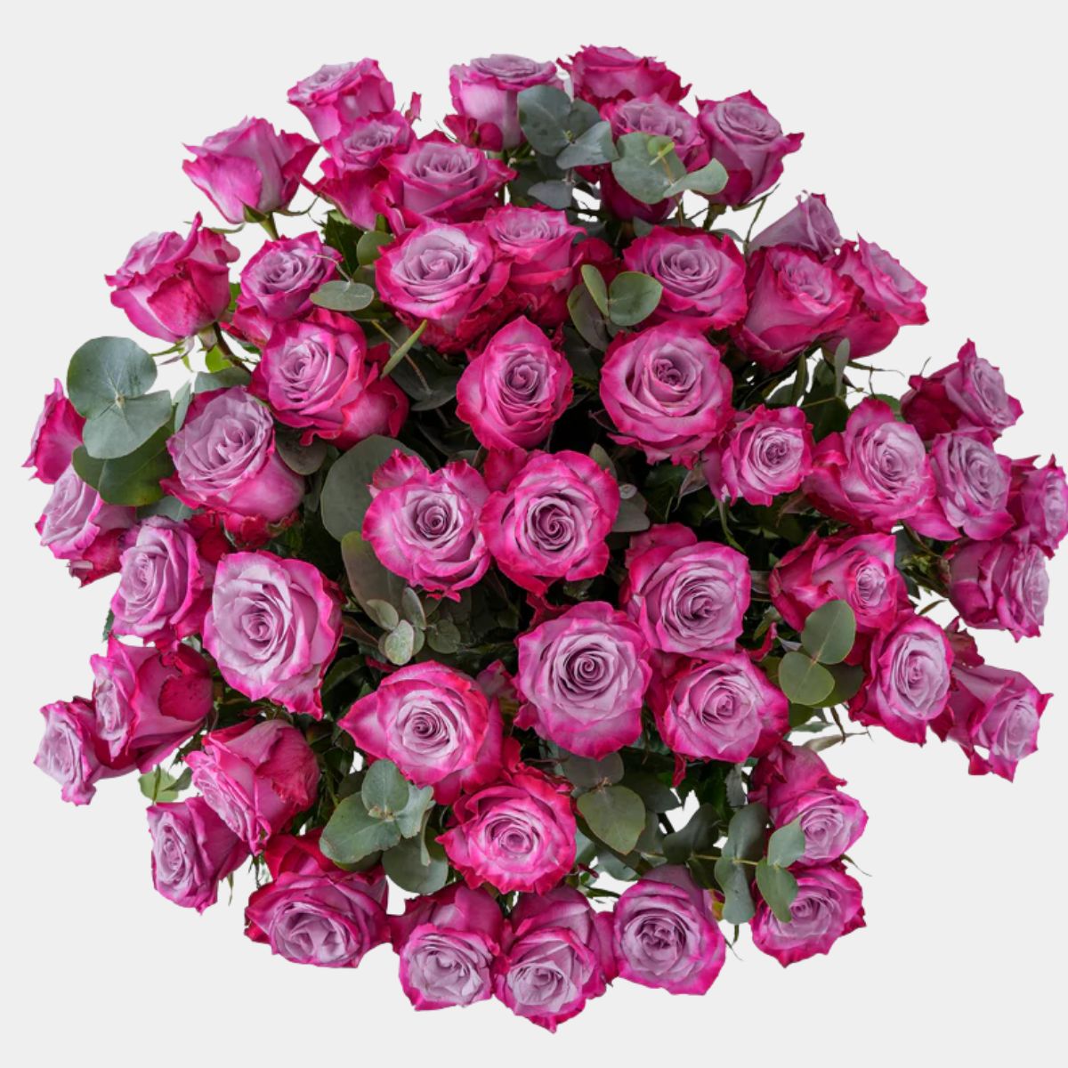 50 Purple Roses Vase