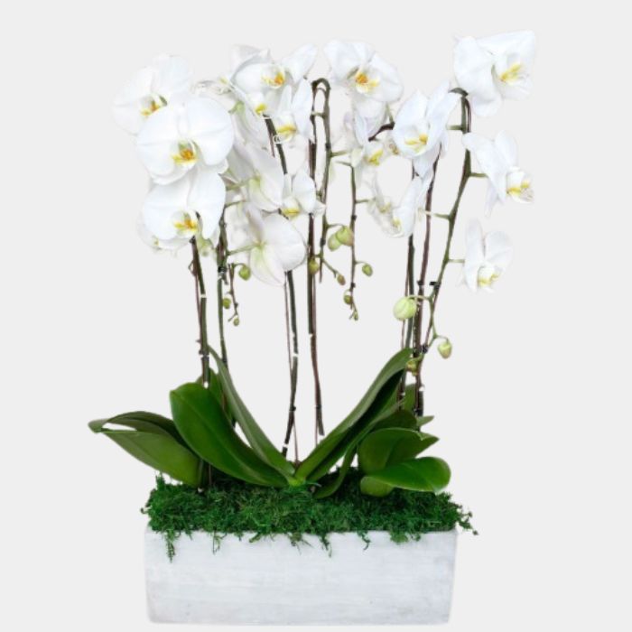 6 Stems Phalaenopsis Orchid