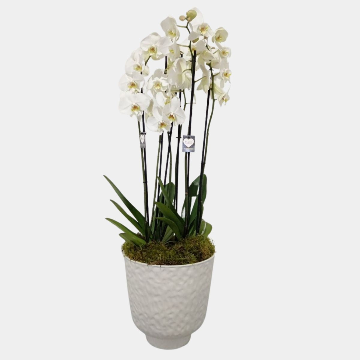 6 Stems Phalaenopsis Orchid in Vase