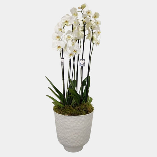 6 Stems Phalaenopsis Orchid in Vase