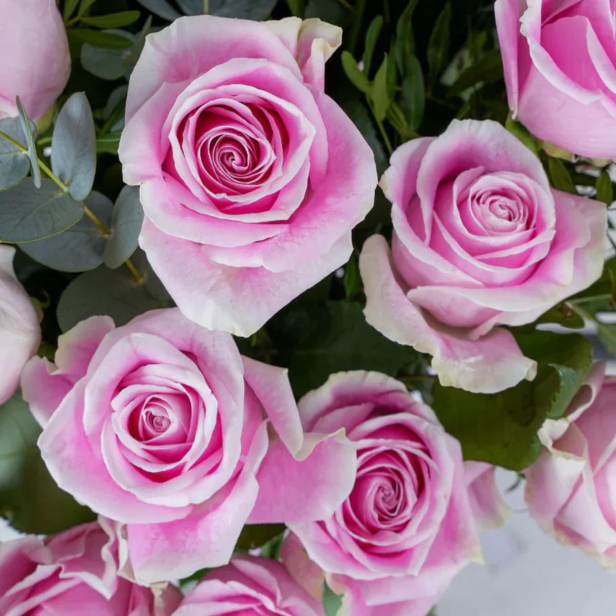 75 Luxury Pink Roses Vase
