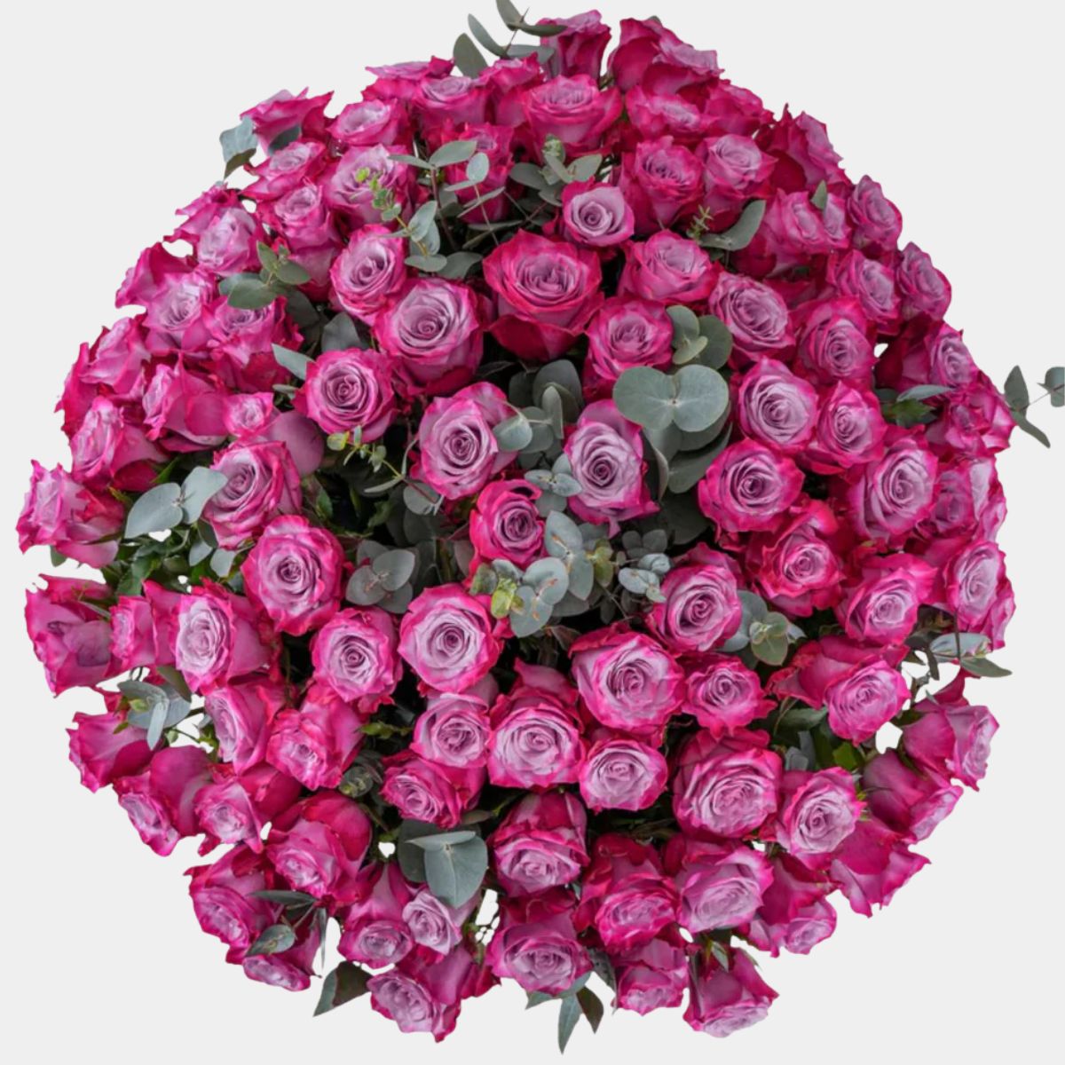 75 Luxury Purple Roses Vase