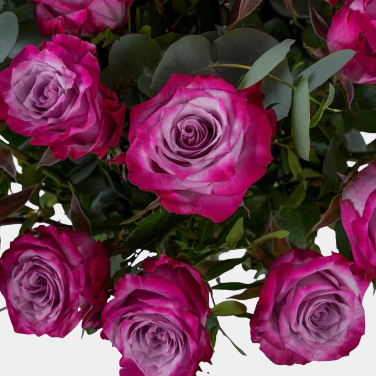 75 Luxury Purple Roses Vase