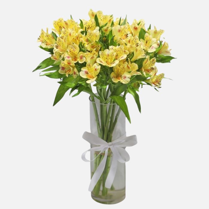 Elegant Alstroemeria