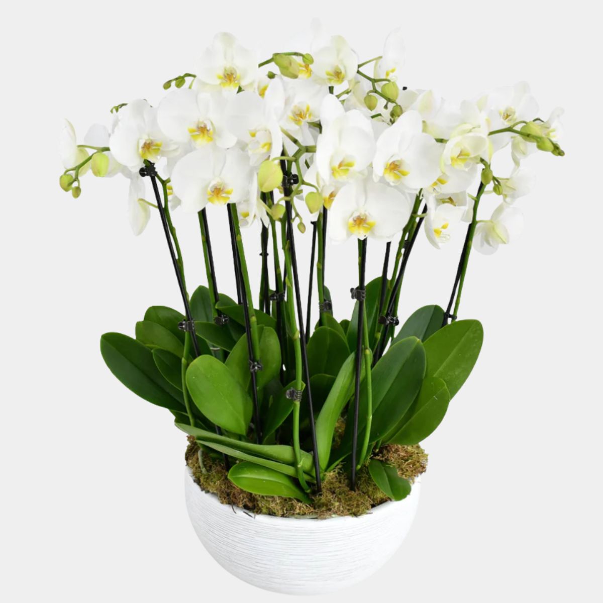 Elegant Orchid Vase