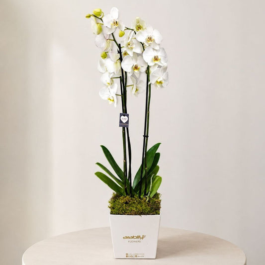 Elegant Orchids Square Box