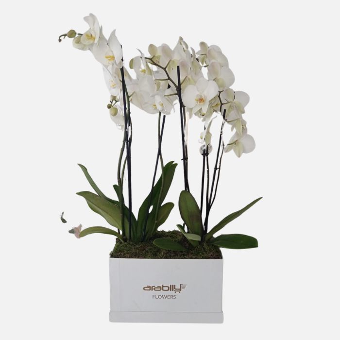 Orchid Box