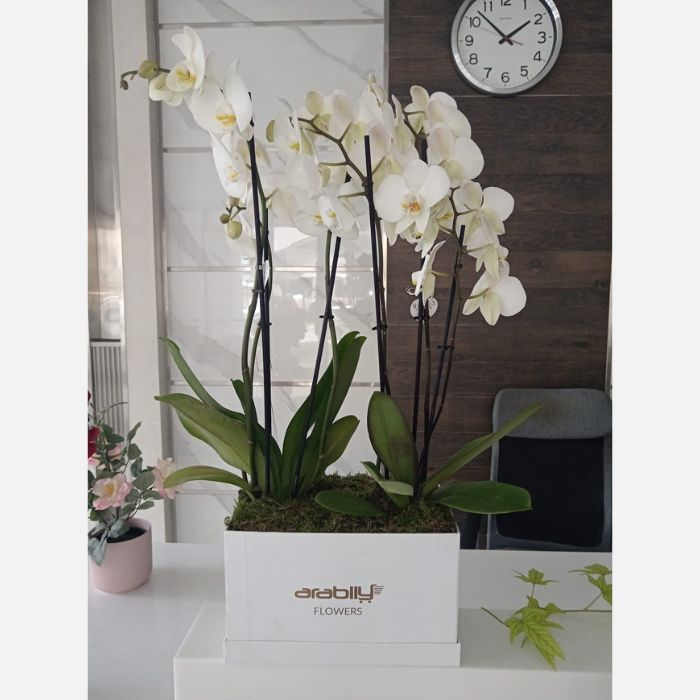 Orchid Box