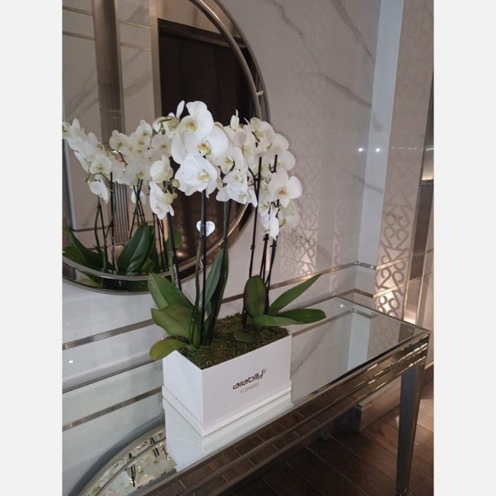 Orchid Box