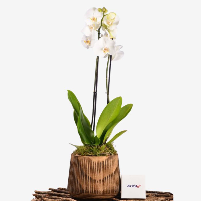 Petra Planter White Orchid