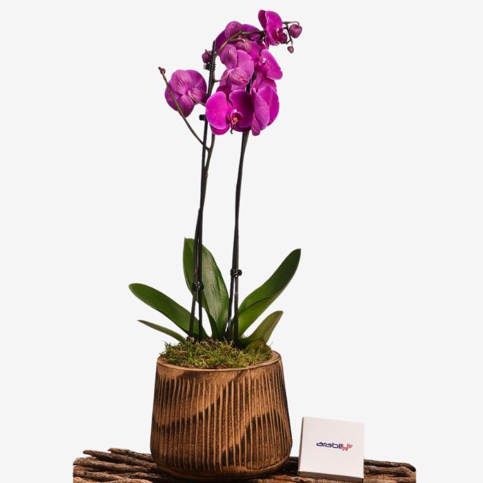 Petra Planter Pink Orchid