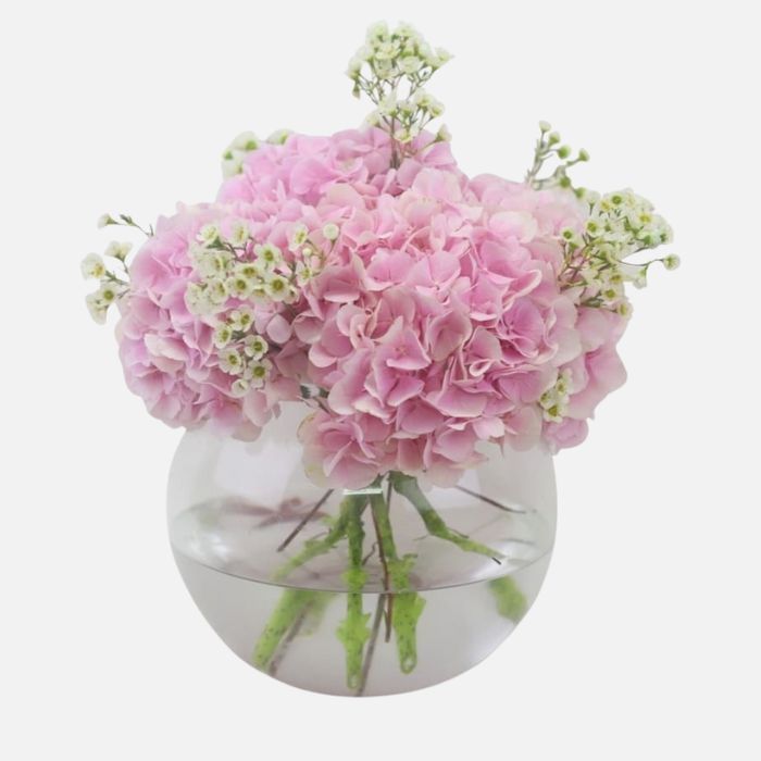 Pink Hydrangea in a Vase