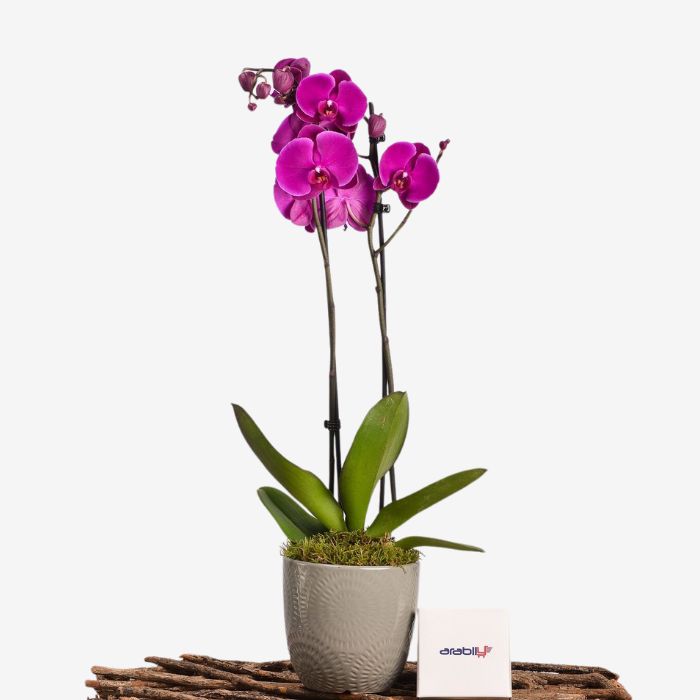 Pink Orchid In Grey Planter