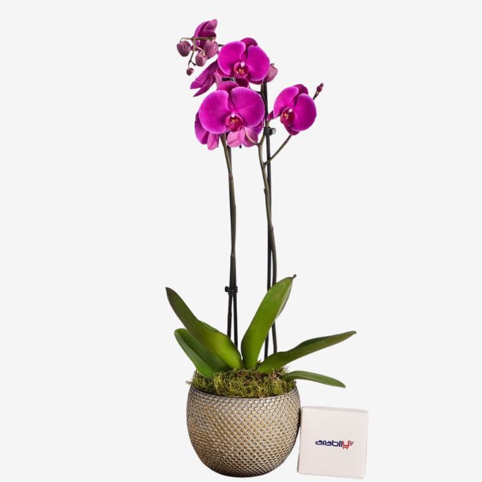 Pink Orchid In Malika Planter