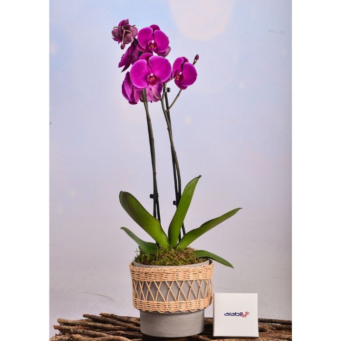 Pink Orchid In Rattan Planter