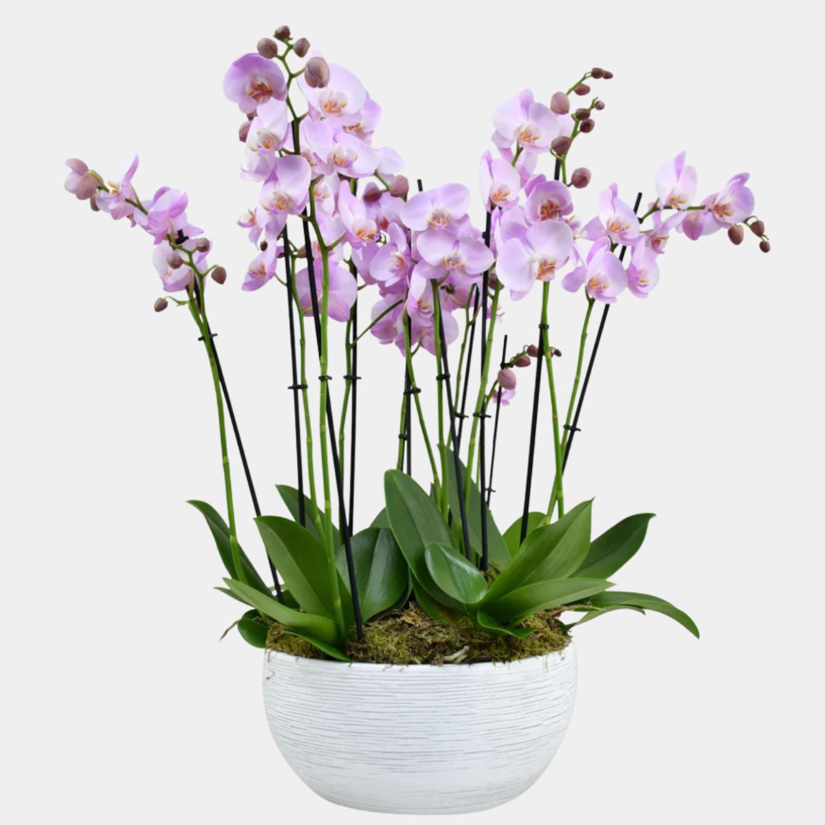 Pink Orchid Vase