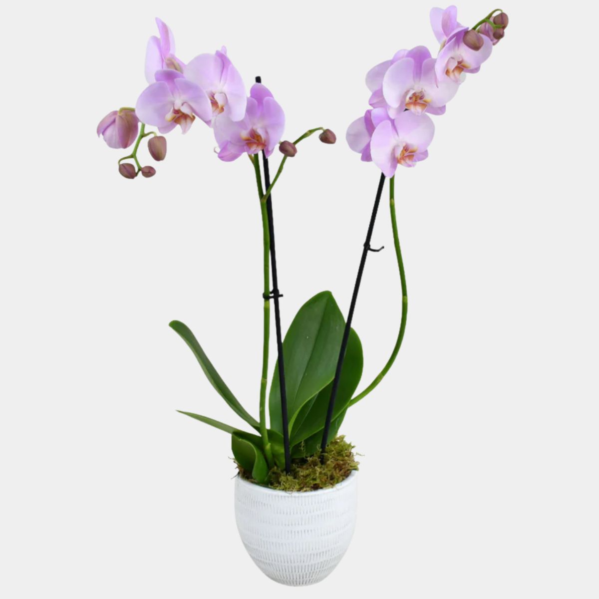 Pink Orchid Vase
