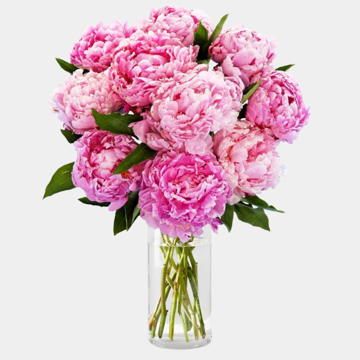 Pretty Pink Peonies