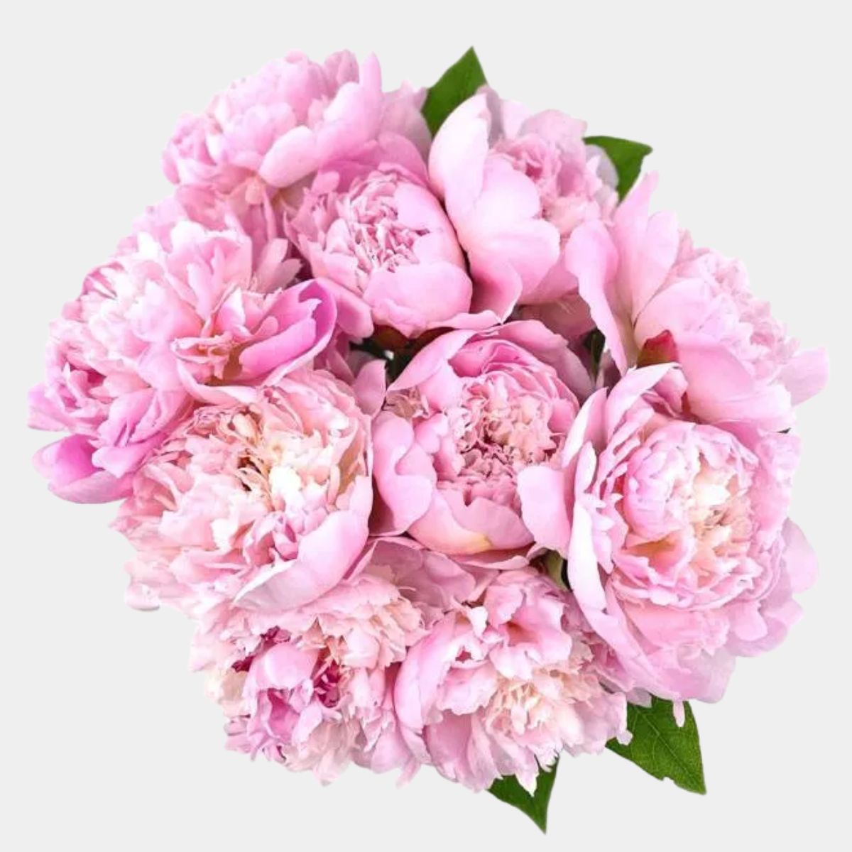 Pretty Pink Peonies