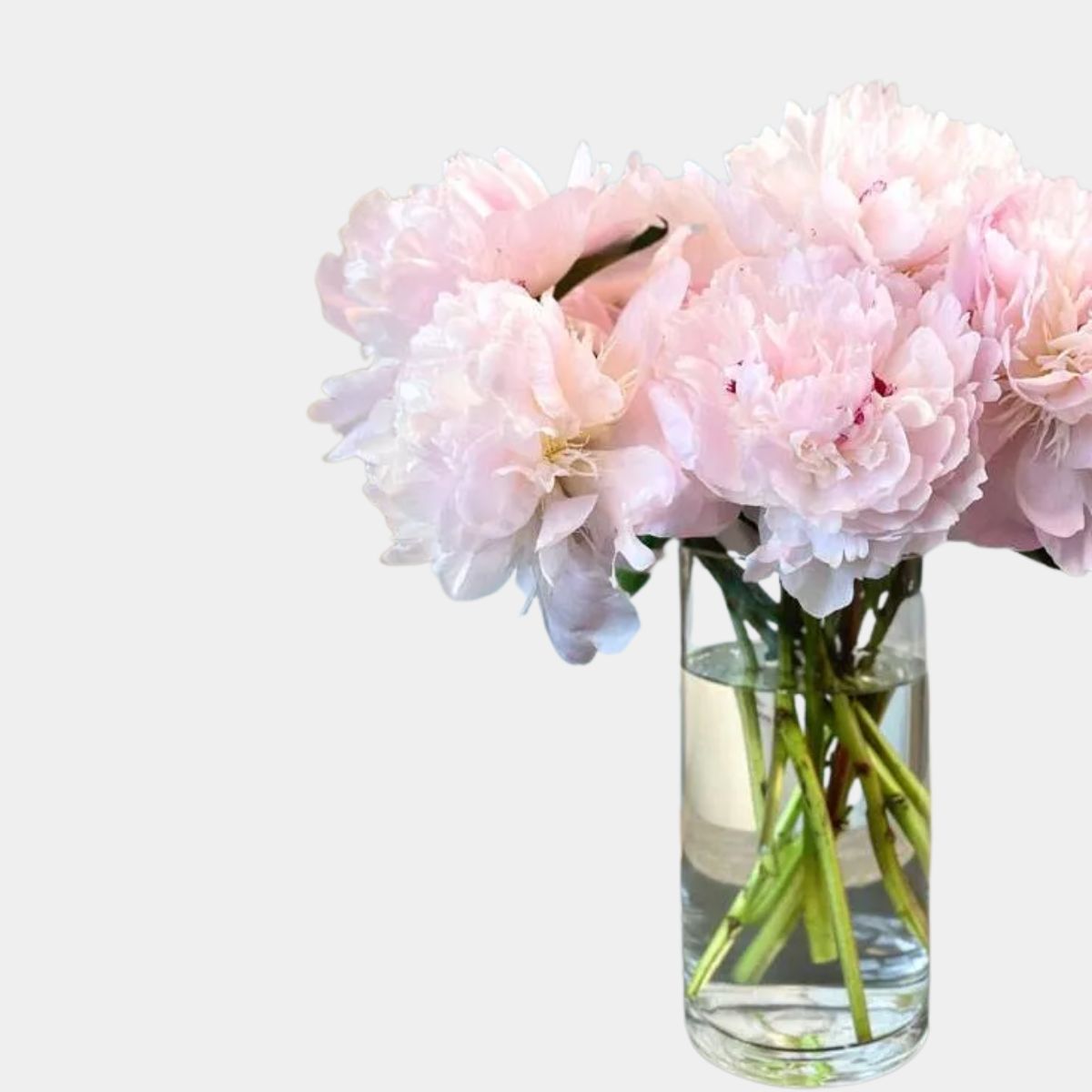 Pretty Pink Peonies