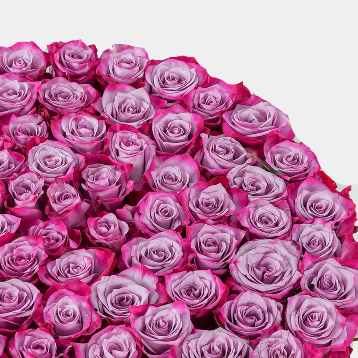 Purple Roses Flower Box