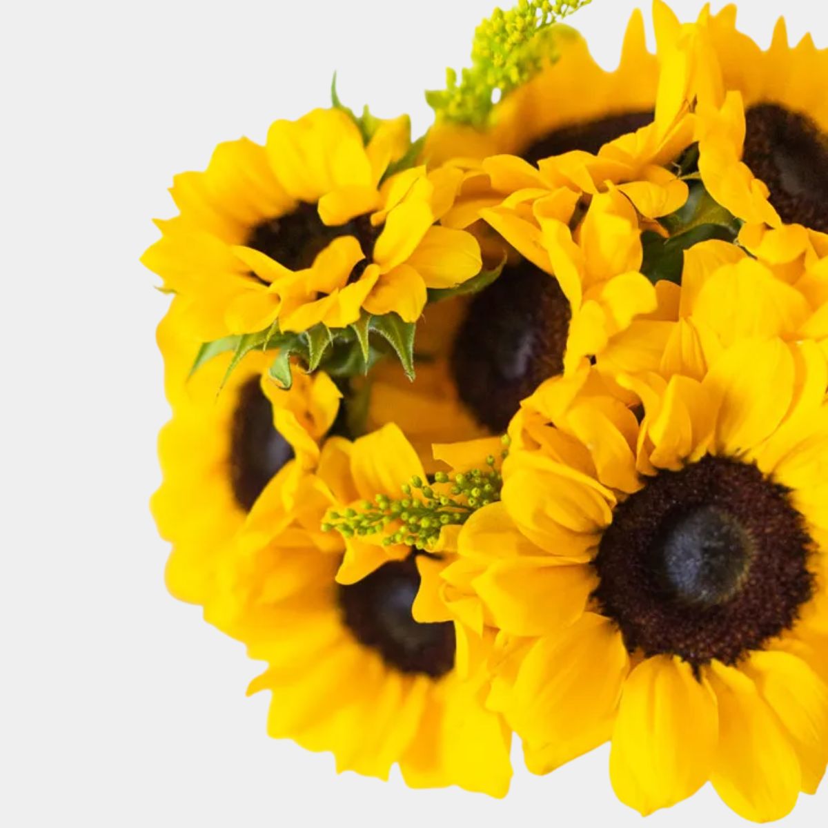Stunning Sunflowers