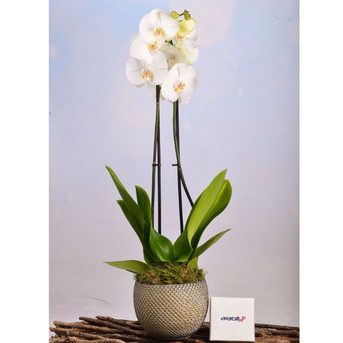 White Orchid In Malika Planter