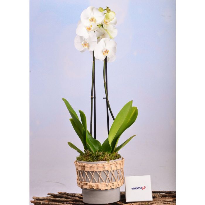 White Orchid In Rattan Planter