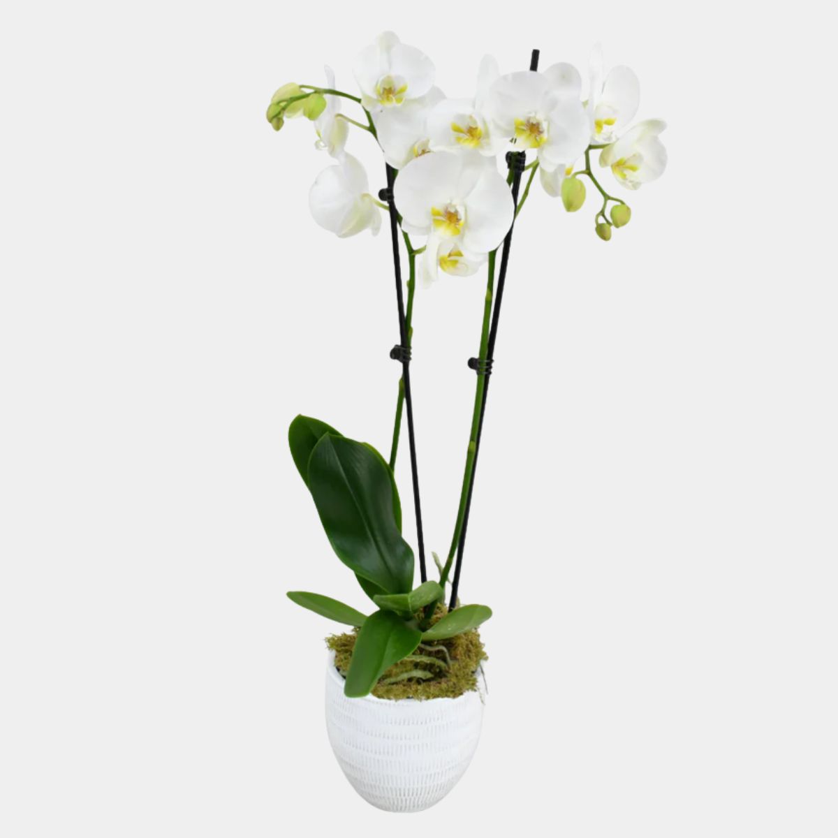 White Orchid Vase