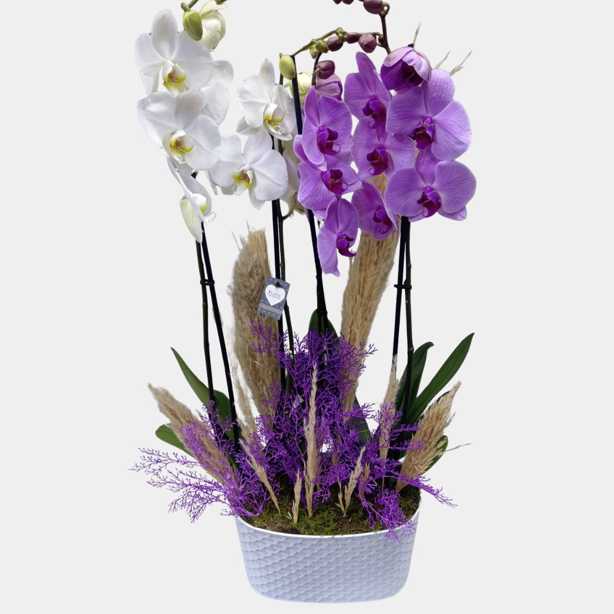 White and Pink Orchids