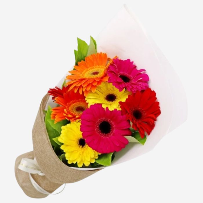 Gerberas