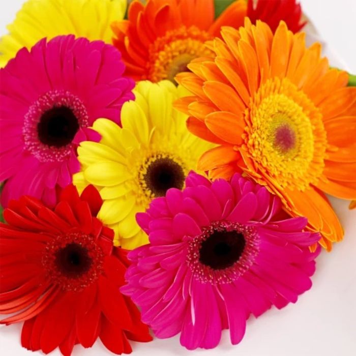 Gerberas